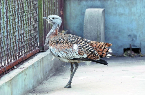 候鳥(niǎo)遷徙引市民關(guān)注 網(wǎng)友：保護(hù)鳥(niǎo)類要先了解它們