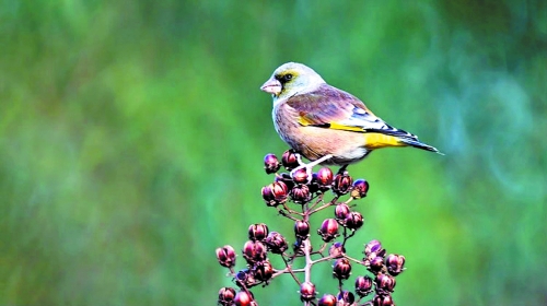 候鳥(niǎo)遷徙引市民關(guān)注 網(wǎng)友：保護(hù)鳥(niǎo)類要先了解它們