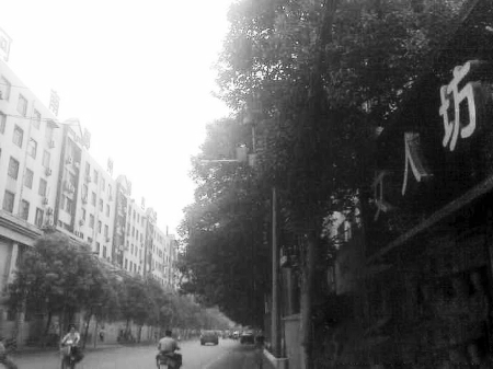 　　樹木枝繁葉茂，幾乎完全擋住紅綠燈 網(wǎng)友供圖