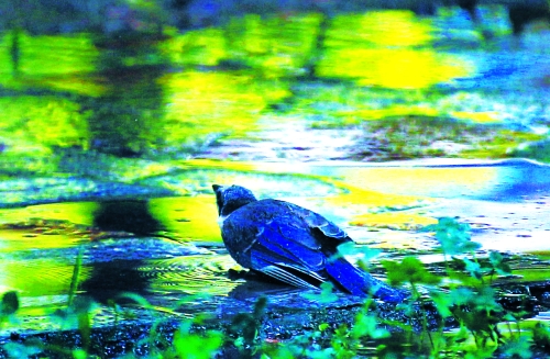 昨天，離三伏結(jié)束還有5天，鄭州、洛陽(yáng)拉響“紅色警報(bào)”