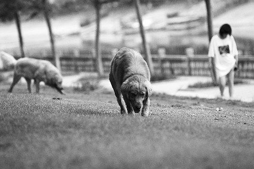 　喜歡養(yǎng)大狗狗的朋友，要抓緊給愛犬在郊外安個家哦！