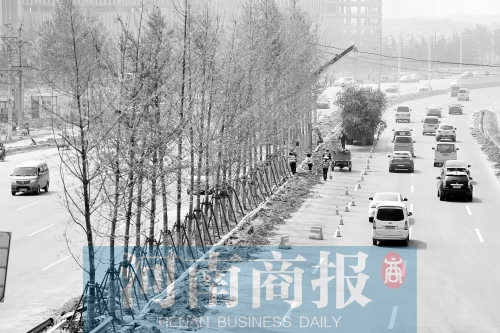　西三環(huán)化工路，工人正在車(chē)道中間種植銀杏樹(shù)