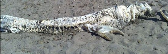 西班牙海灘現(xiàn)神秘“海怪”尸體 體長(zhǎng)4米(圖)