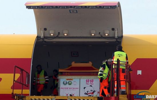 大熊貓“好好”抵達(dá)布魯薩爾國(guó)際機(jī)場(chǎng)。記者 付敬 攝