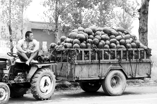 　看著滿滿一車瓜，一瓜農(nóng)愁眉不展。