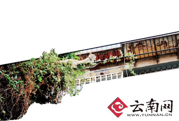 小貓下樹，但小貓就是不下來，反而爬到了一根緊貼著樹的電線上。