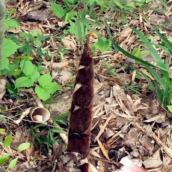 咦~這是什么？能吃嗎？