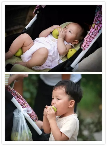 純天然無公害，新鮮采摘，直接入口！