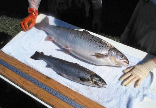 美國為何要率先吃轉(zhuǎn)基因動(dòng)物？