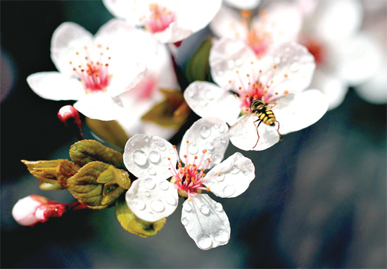 山杏報(bào)春，蜜蜂出動(dòng)