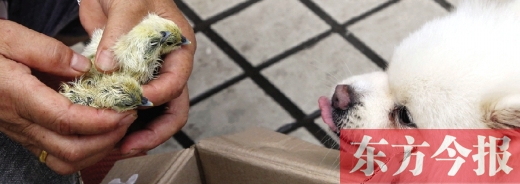 彭女士從老家?guī)淼拿u蛋，應(yīng)該屬于“活胎毛蛋”