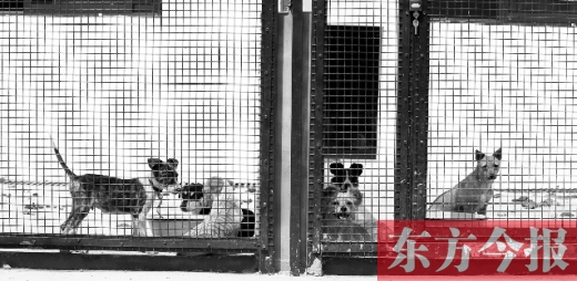 被主人遺棄的小狗暫時寄居在鄭州市犬只收容中心內(nèi)，如果沒有人來認(rèn)領(lǐng)，他們將被處以安樂死
