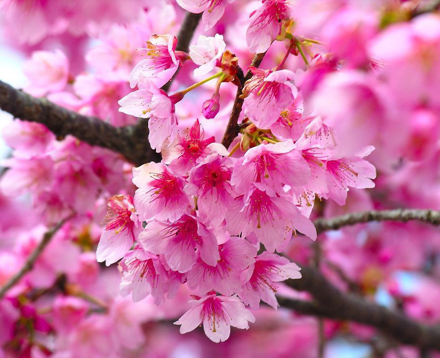 清明賞花線路火爆 “五一”旅游線路價(jià)格上漲