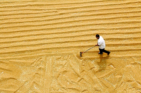 6月7日，內(nèi)黃縣城關(guān)鎮(zhèn)農(nóng)民在晾曬小麥。