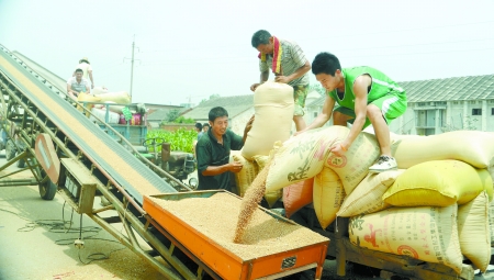 7月9日，在汝南縣古塔街道糧所收購庫點，古塔街道五里崗村村民正在售糧。