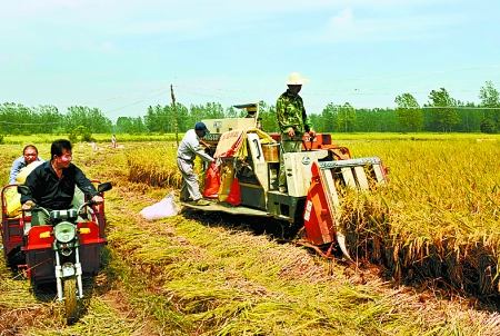 8月25日，農(nóng)機(jī)手在固始縣泉河鄉(xiāng)王樓村稻田里開始機(jī)收水稻。