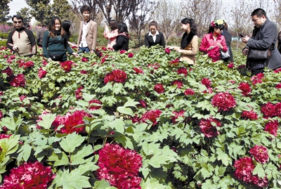 　 5日，國際牡丹園開園迎賓，連日來，慕名而來賞花踏青的游客絡(luò)繹不絕