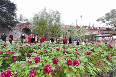 在王城公園橋北新開辟的甘棠洲牡丹觀賞區(qū)內(nèi)，霓虹煥彩、晨紅等品種牡丹盛開，給來自海內(nèi)外的賞花游客帶來驚