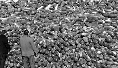 綠油油的冬瓜堆積如山。