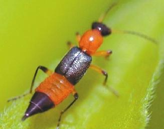 隱翅蟲。網(wǎng)絡(luò)圖片