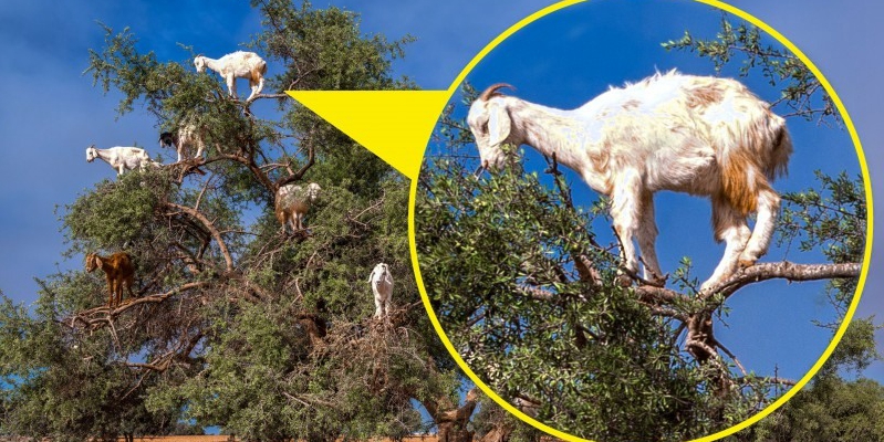 山羊爬樹(shù)尋食一幕