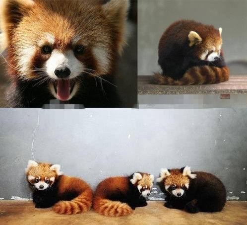 網(wǎng)友猜測(cè)三只小浣熊寓意歐弟老婆懷孕。