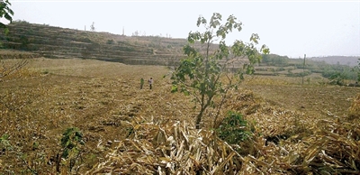 因干旱，農(nóng)田閑置尚未播種小麥