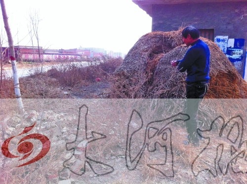 張哥、張弟就是在這兒撿到的投毒面包。