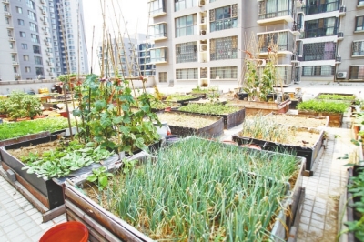  小區(qū)3層商鋪的樓頂是個(gè)大平臺(tái)，個(gè)人圍起來(lái)的“小菜園”約有50多個(gè)。