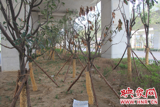 北三環(huán)經(jīng)三路橋下種的樹木有的葉子已經(jīng)干枯。