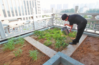 鄭州某酒店在樓頂打造的菜園子，服務(wù)員正在澆水。