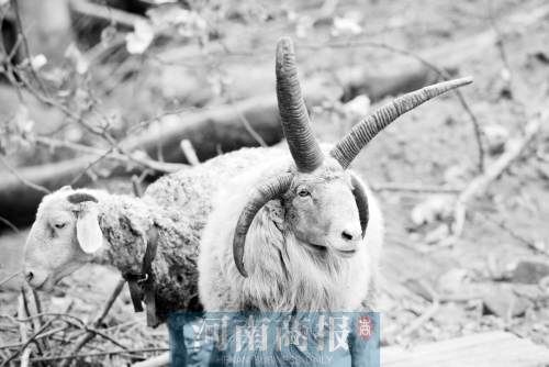 “咩……我的原主人說，他養(yǎng)了一輩子羊，也沒見過我這種情況”