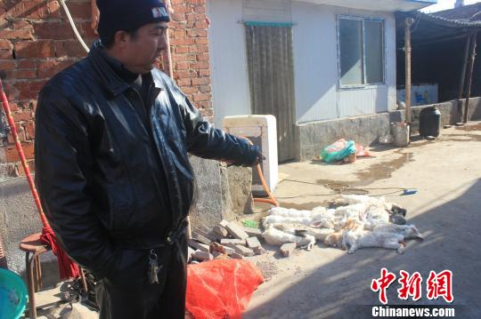 圖為家禽收購(gòu)點(diǎn)的陳姓工作人員介紹，是這些愛狗人士的封堵讓這些兔子無(wú)辜死去?！●R義恒　攝