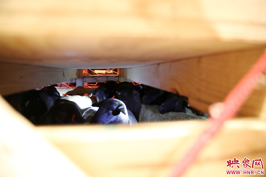 千只澳大利亞種羊“打飛的”落戶河南 創(chuàng)國內(nèi)多個(gè)第一