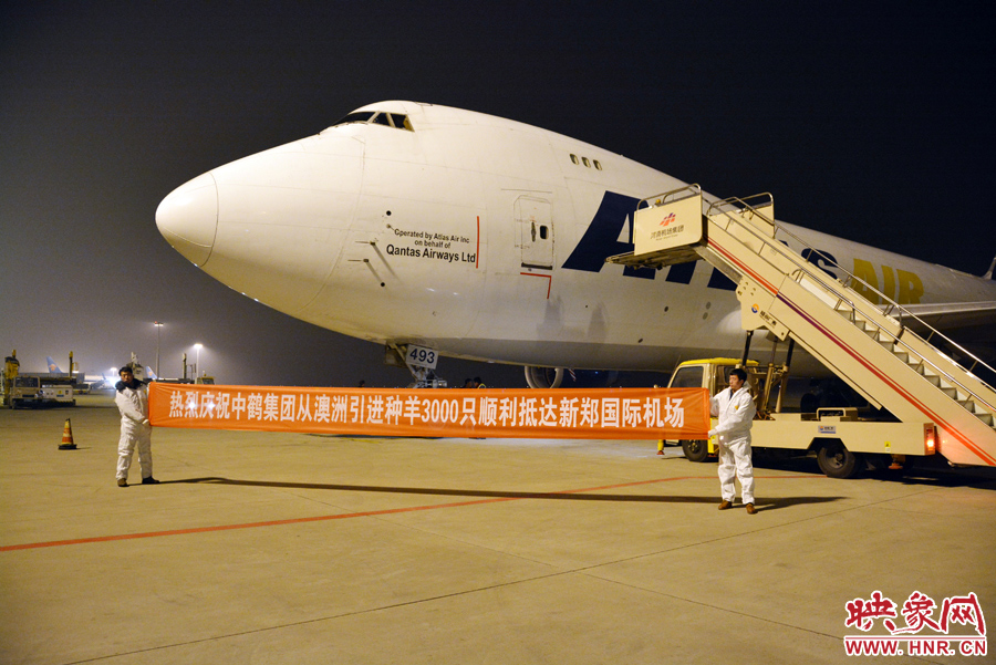 千只澳大利亞種羊“打飛的”落戶河南 創(chuàng)國內(nèi)多個(gè)第一