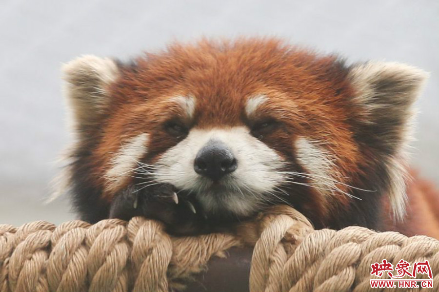 小熊貓?jiān)谑澜绺鲃?dòng)物園中是相當(dāng)受歡迎的動(dòng)物。