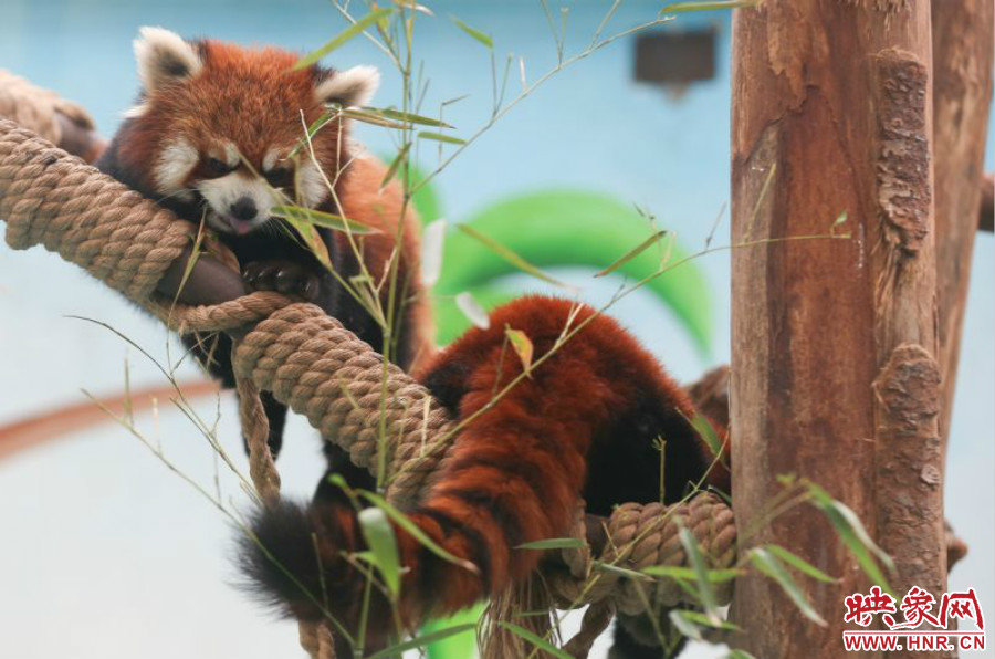 憨態(tài)可掬的小熊貓備受小朋友們的喜愛。