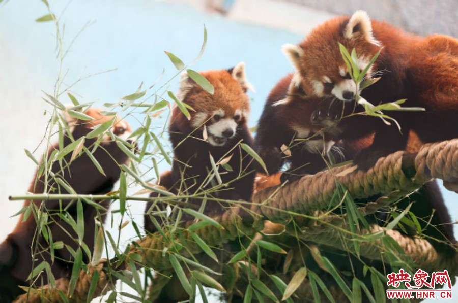 18只小熊貓正在進(jìn)食。