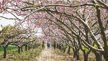 　郊外花海惹人醉。