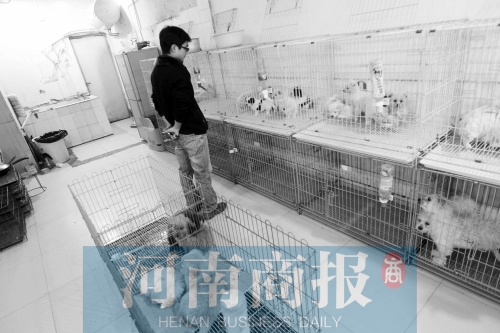 市民反映，淮河路“緣寵”寵物店曾出售疑似患病的狗