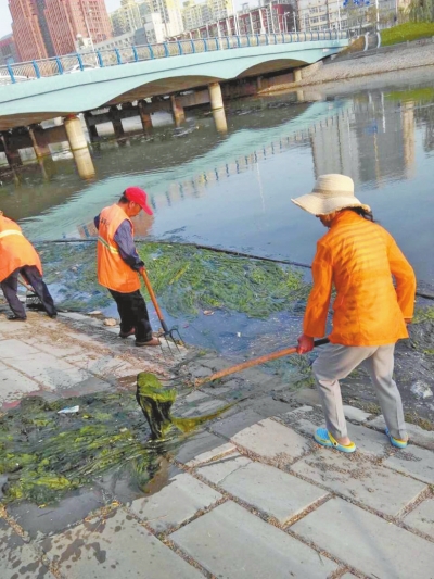 每天出動(dòng)六十人次進(jìn)行打撈，也難以遏制綠藻蔓延。