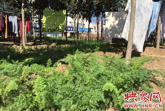 西四環(huán)中原路交叉口，大片生態(tài)廊道被毀，變成私家菜園。