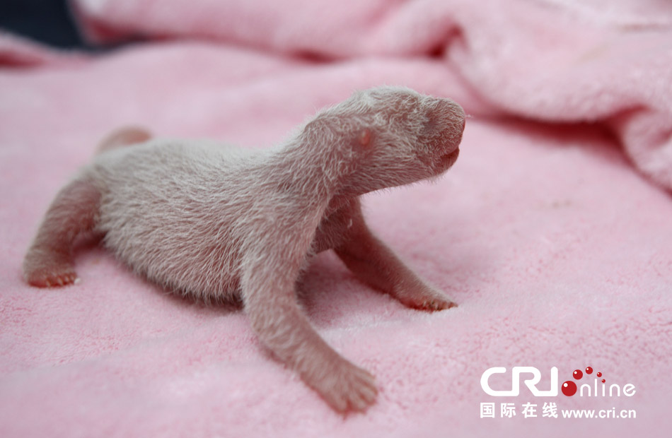 2013年7月11日，成都大熊貓繁育研究基地月亮產房，新生大熊貓寶寶在育嬰箱里憨態(tài)可掬。