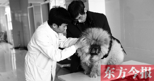 在一家大型寵物醫(yī)院里，生病的狗狗正在接受治療