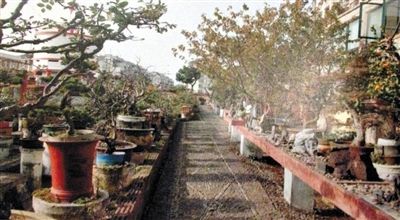 劉光嘉出示博物館內(nèi)部圖片中，擺放著各種盆景。