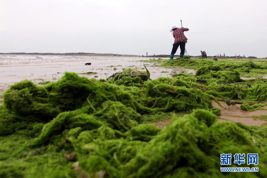 6月10日，山東日照市萬(wàn)平口景區(qū)管理部門組織工作人員在清理海灘上的滸苔。