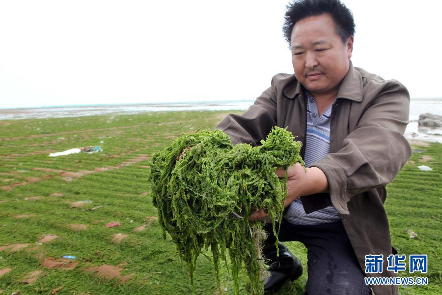 6月10日，在江蘇省連云港市贛榆縣海州灣旅游度假區(qū)，一名漁民在展示清理的滸苔。