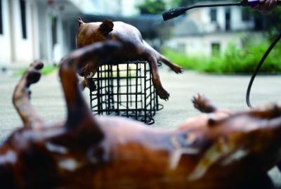 今天上午，玉林很多餐館為即將到來的狗肉節(jié)備貨，圖為餐館后廚正在加工狗肉 記者 劉暢 攝