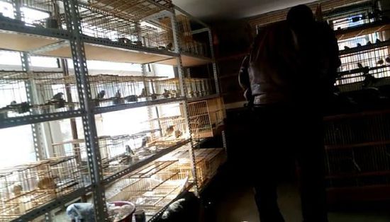 哈爾濱市雙城區(qū)集市上，一家沒有招牌的平房里擺滿了各種野鳥等待出售。