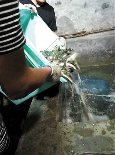 主人將撈上來(lái)的魚(yú)放進(jìn)魚(yú)池。